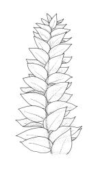 Rhynchostegium tenuifolium, branch detail. Drawn from A.J. Fife 9460, CHR 468066.
 Image: R.C. Wagstaff © Landcare Research 2019 CC BY 3.0 NZ